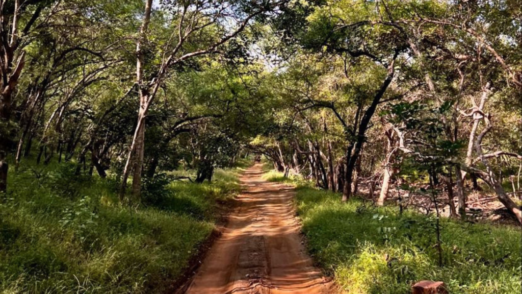 Ranthambore National Park