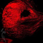 TVF Announces Its First Marathi Film Bayangi: Palaychi Nahi, Talaychi; Amey Wagh Leads Supernatural Comedy Thriller